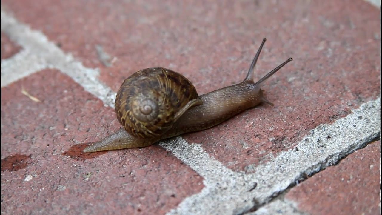 A simple way to delay time: watching a snail crawl